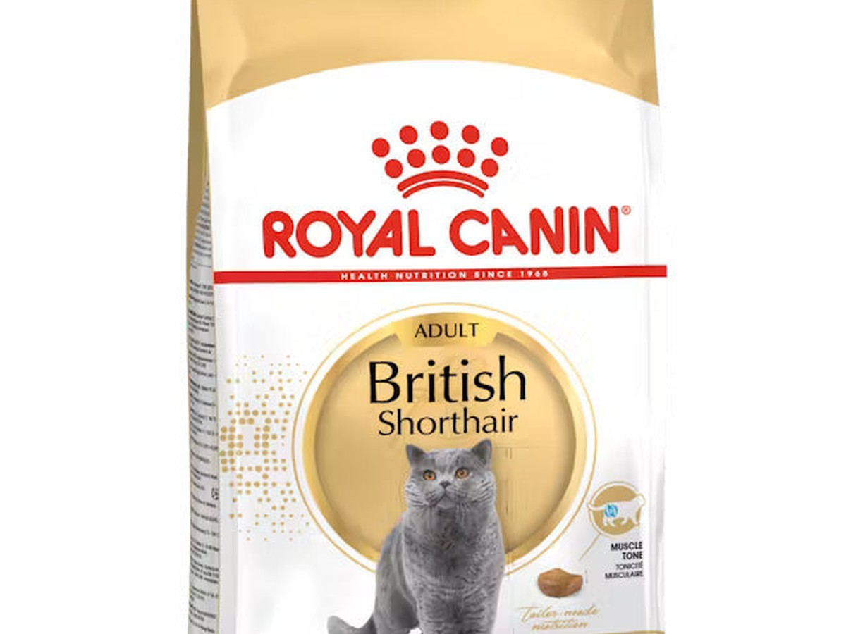British Shorthair Adult
