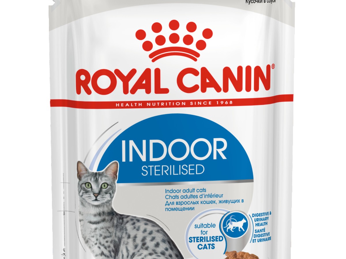 Indoor Cat