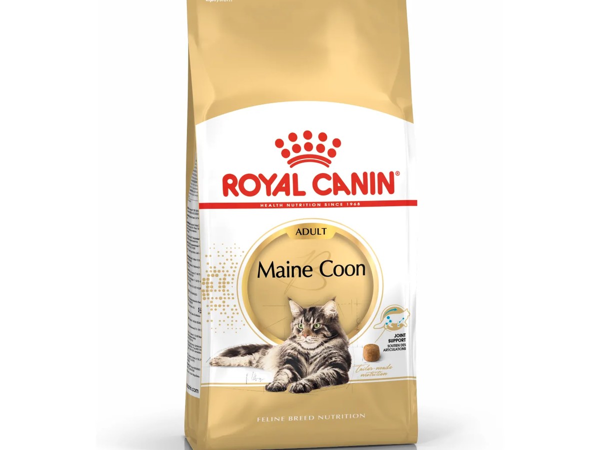 Maine Coon Adult